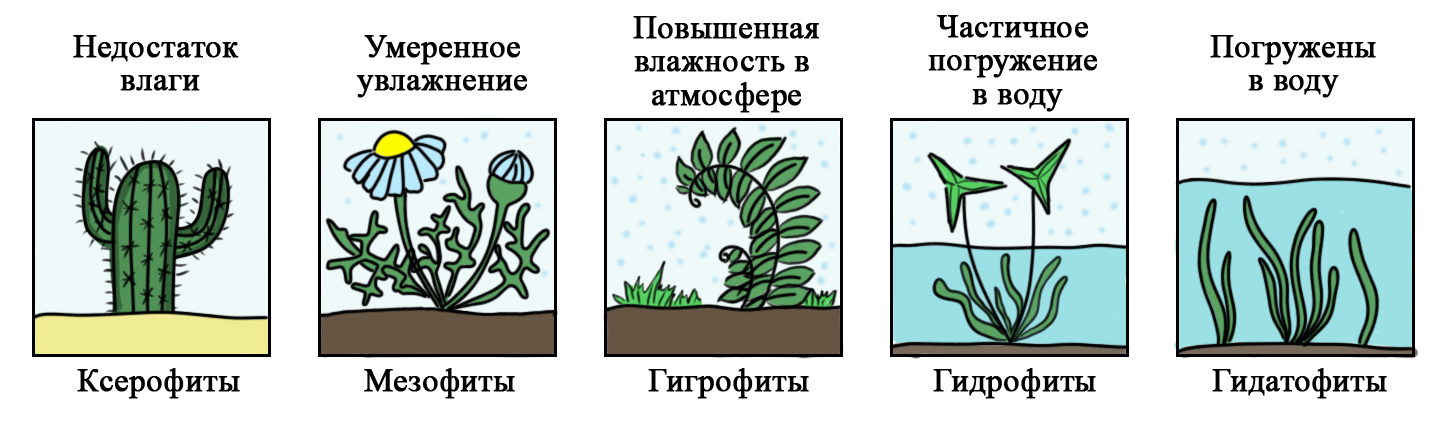 Разнообразие растений в зависимости от условий их жизни